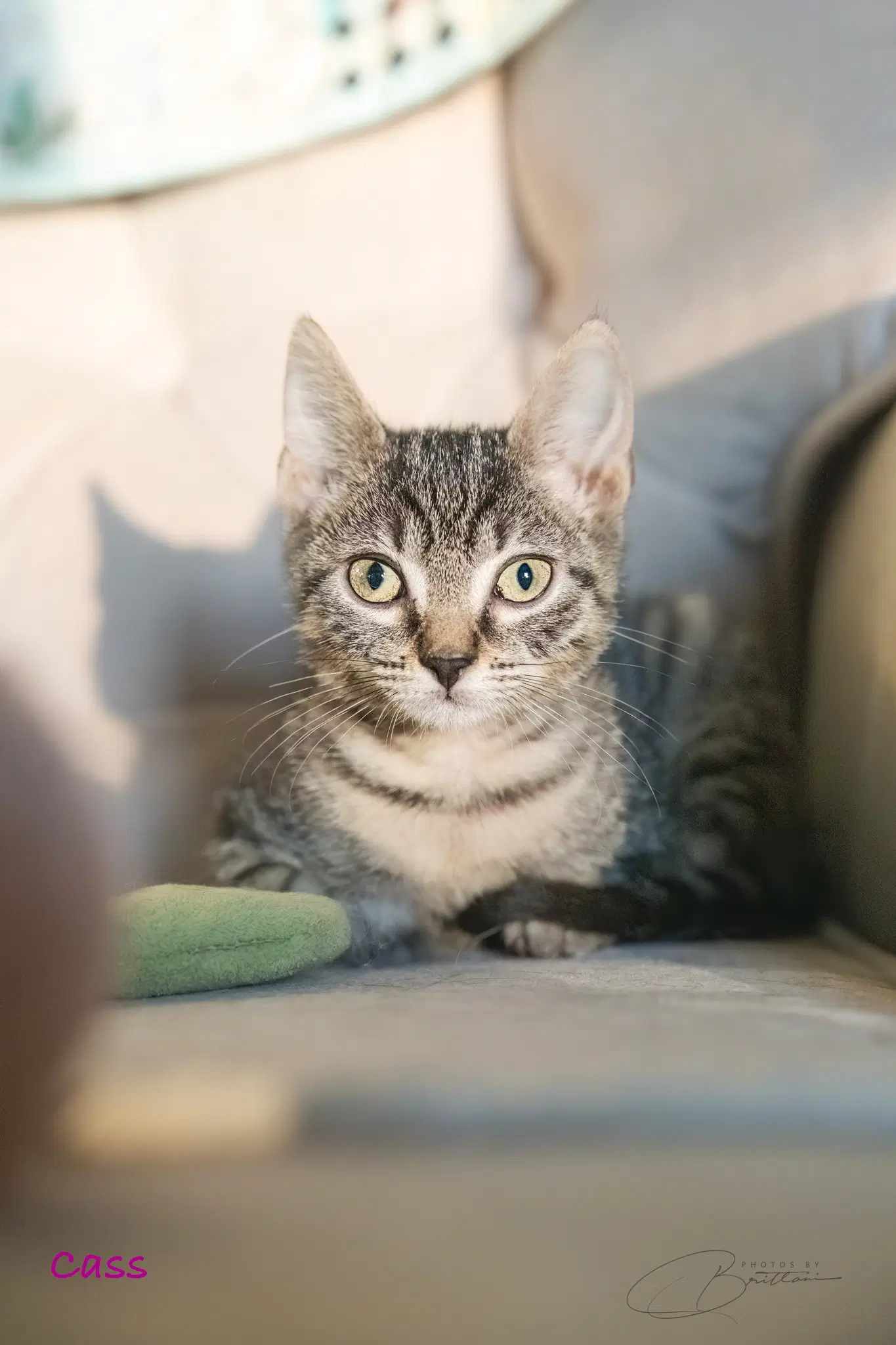 Cass - Tabby