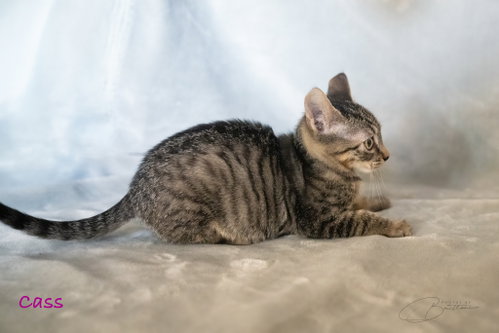 Photo 4 of Cass