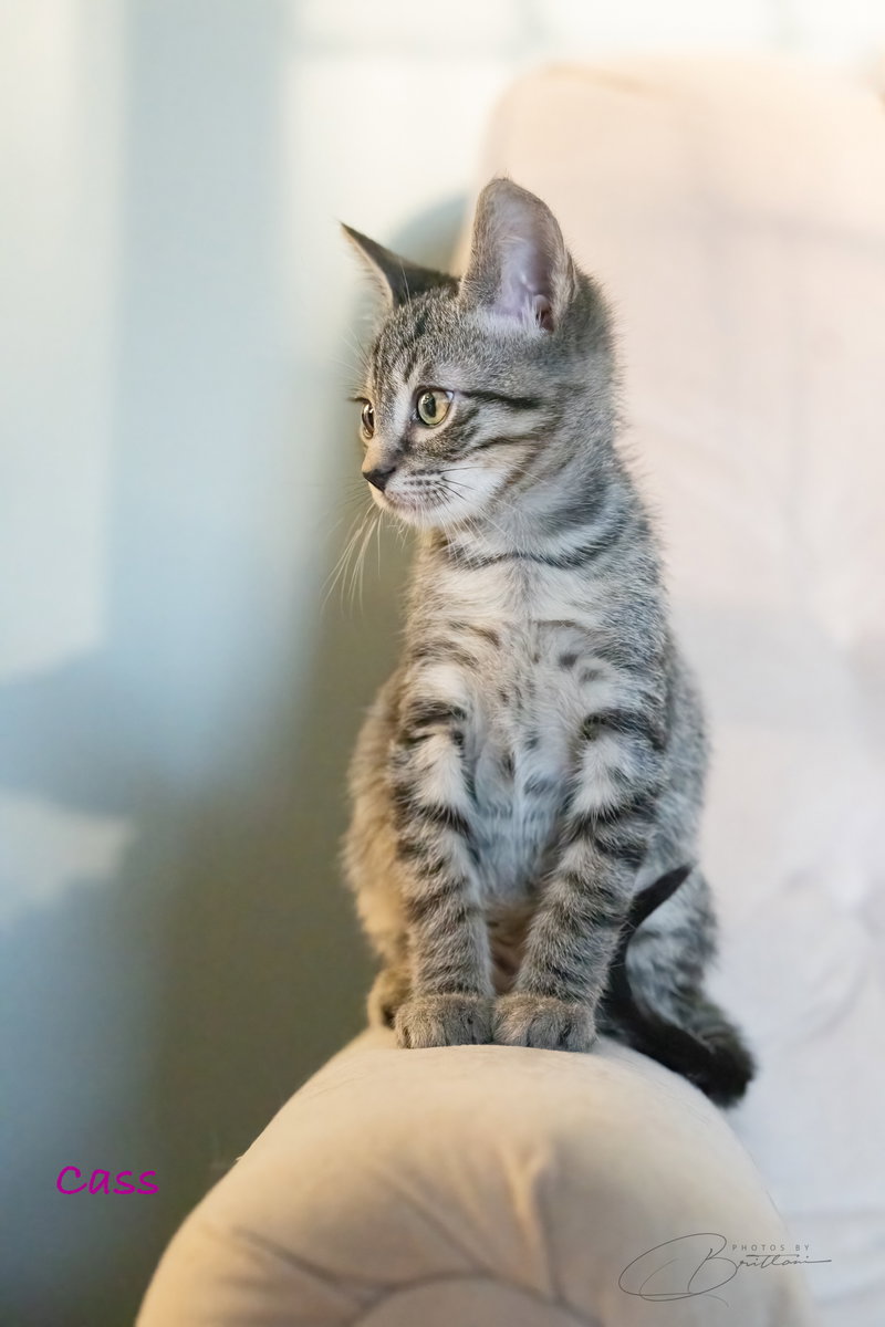 Cass, photo 10