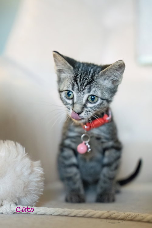 Cato, a cat for adoption from Stray Love Foundation, Inc.