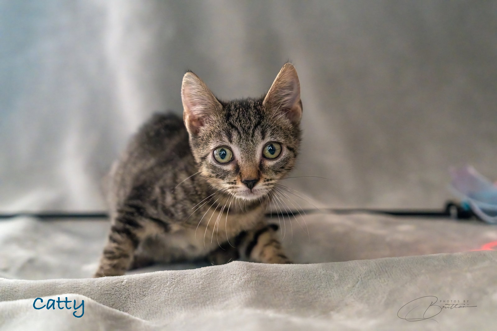 Catty, Tabby