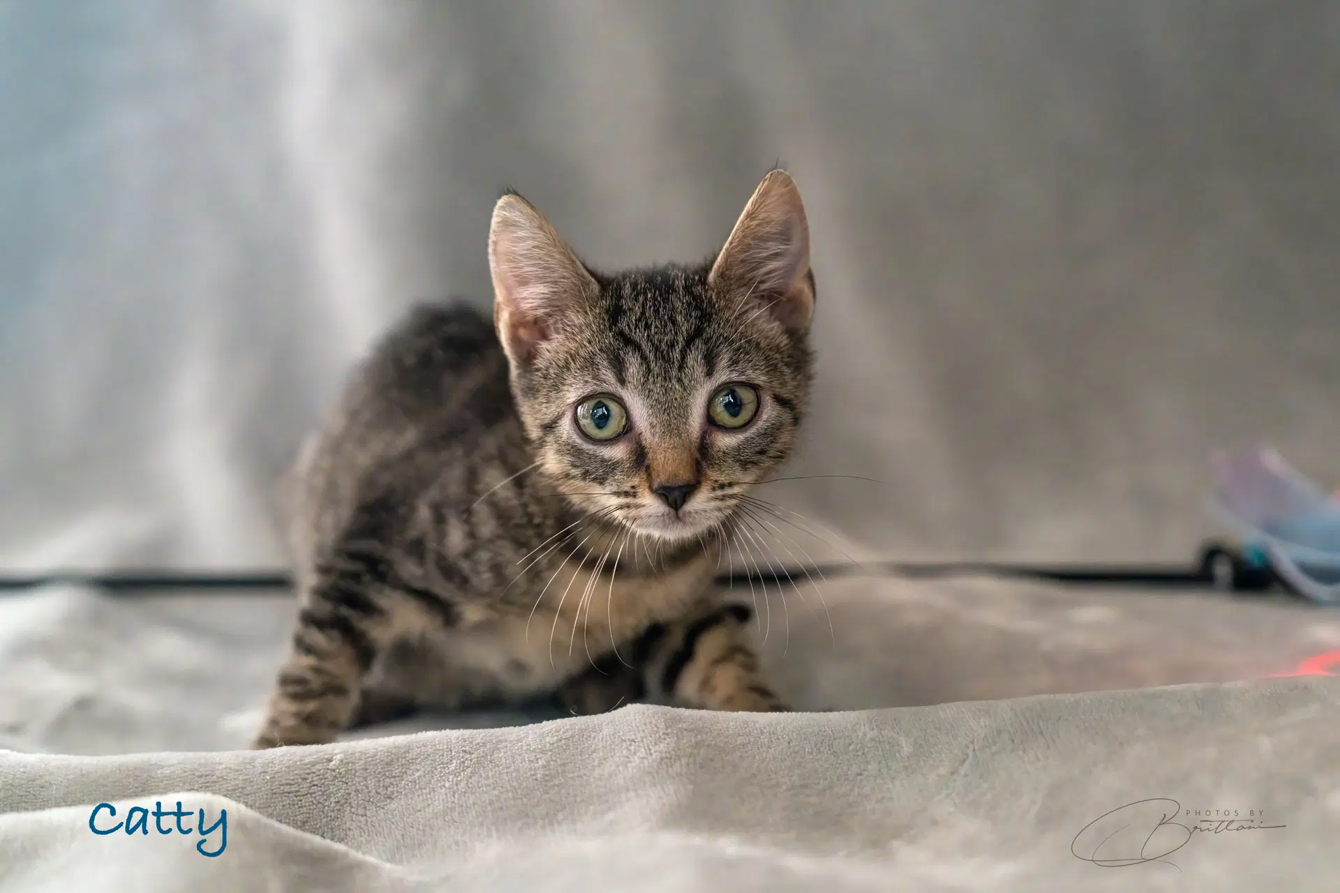 Catty - Tabby