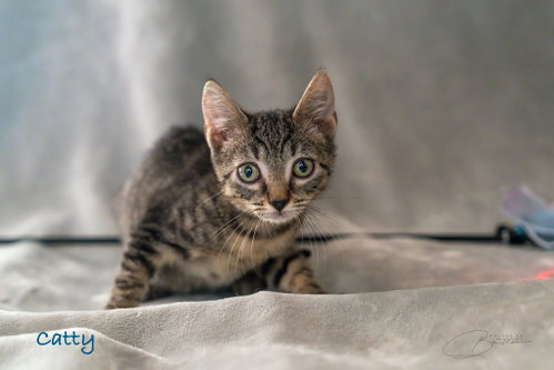 Catty, a cat for adoption from Stray Love Foundation, Inc.