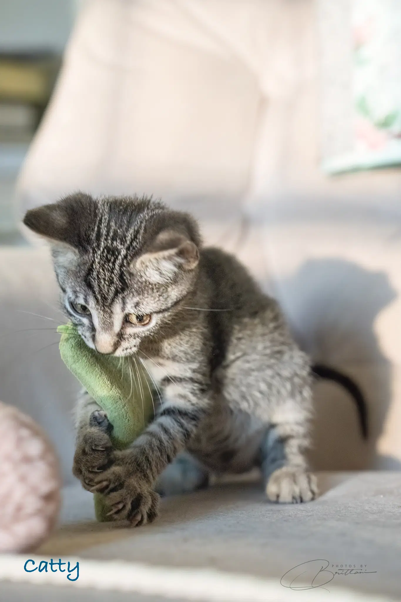 Catty image 2