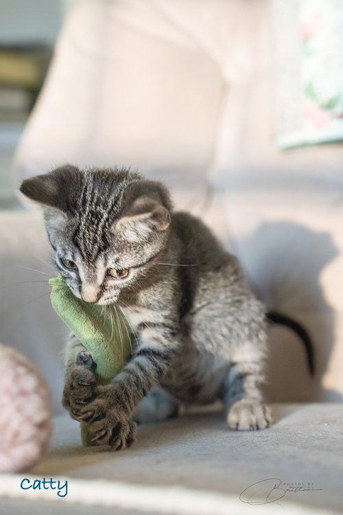 Photo 2 of Catty