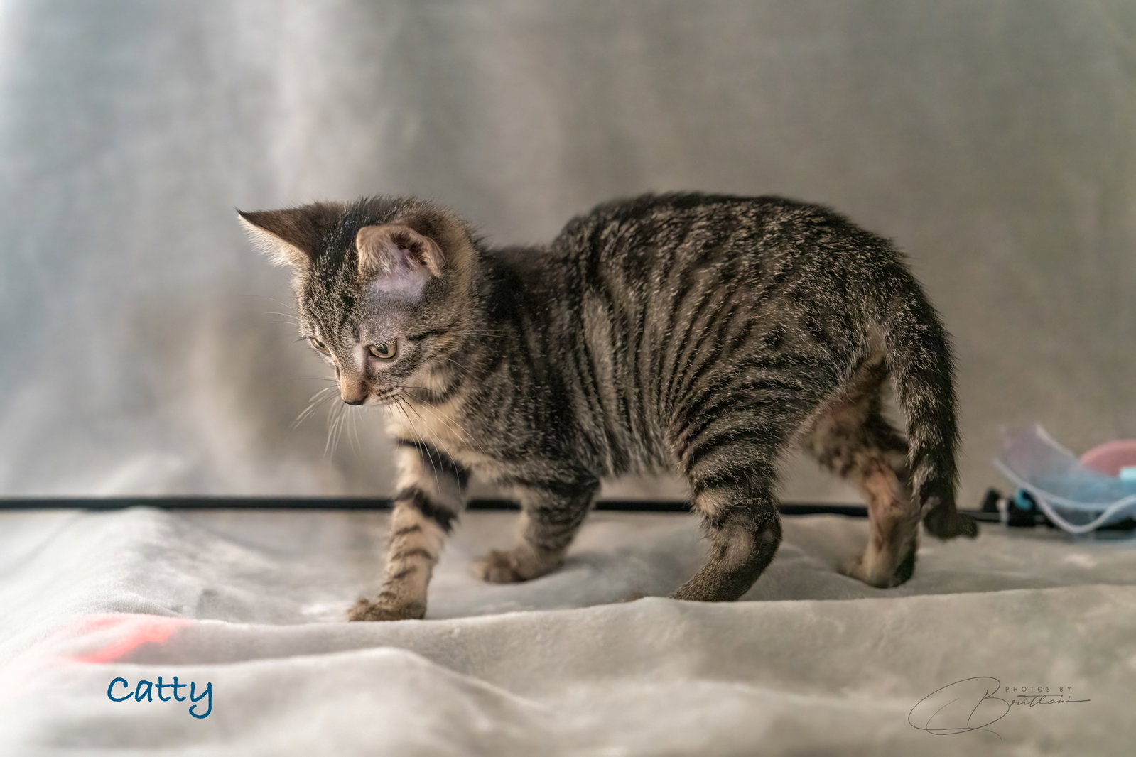 Catty, photo 3