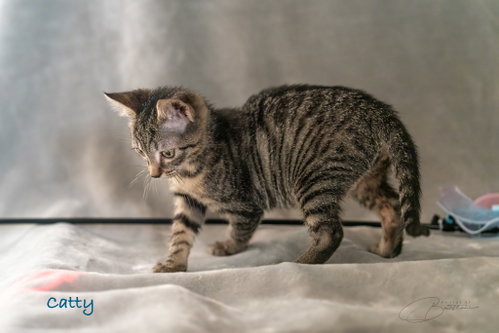 Photo 3 of Catty