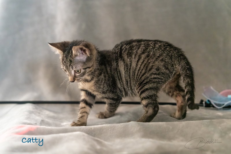 Catty, photo 3