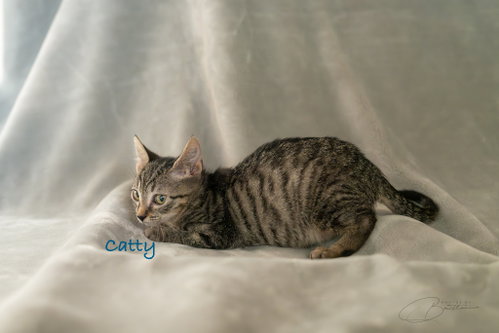 Photo 4 of Catty