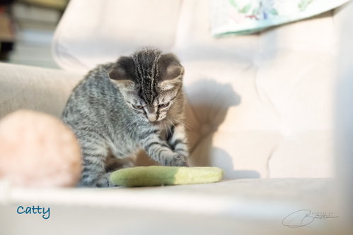 Photo 5 of Catty