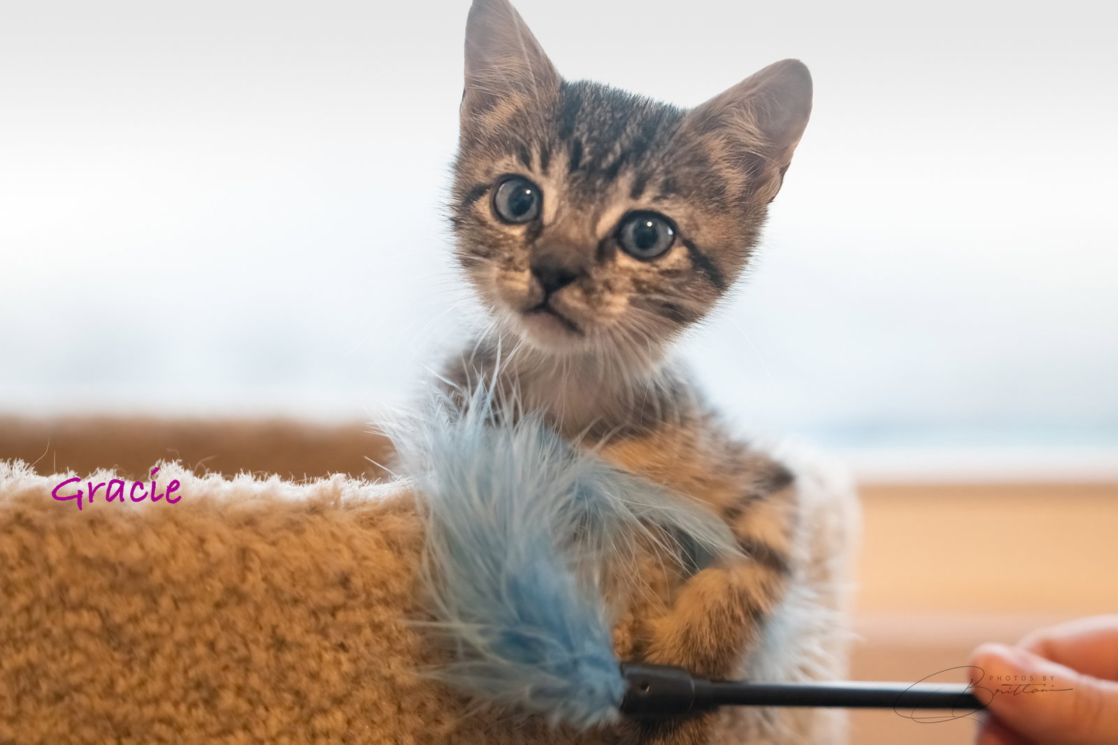 Gracie, Tabby