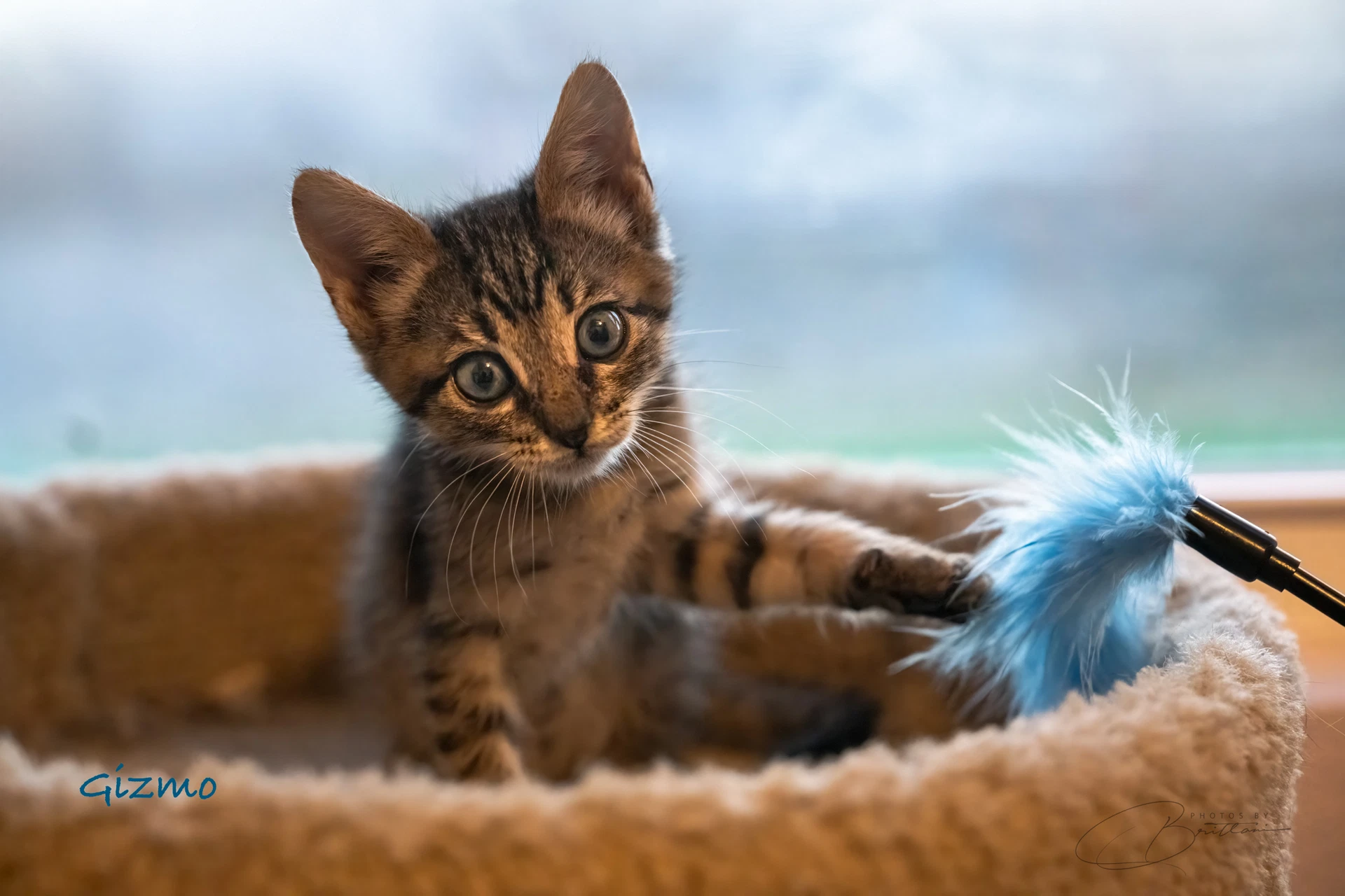 Gizmo