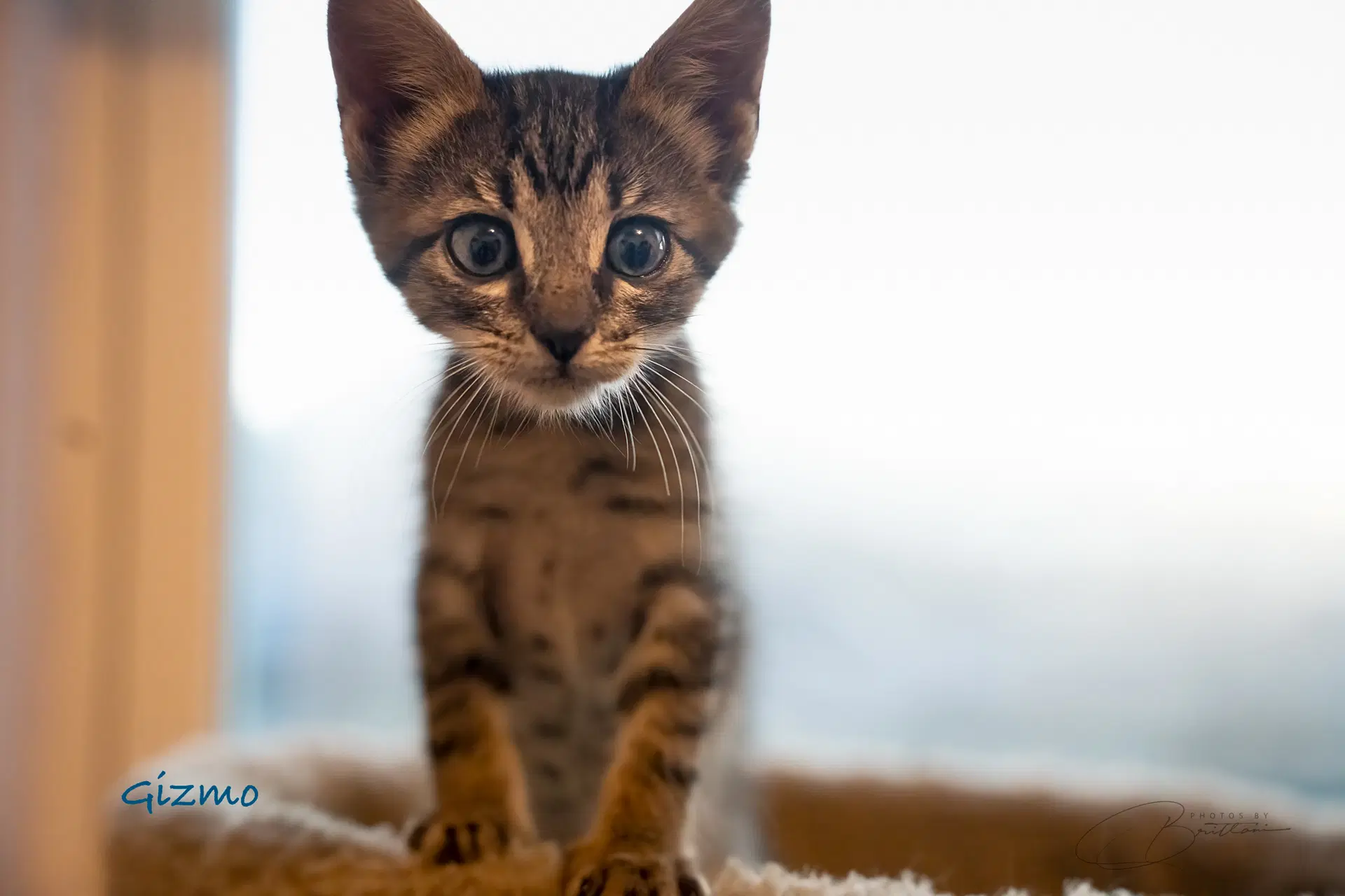 Gizmo image 2