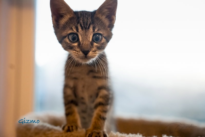 Gizmo, photo 2