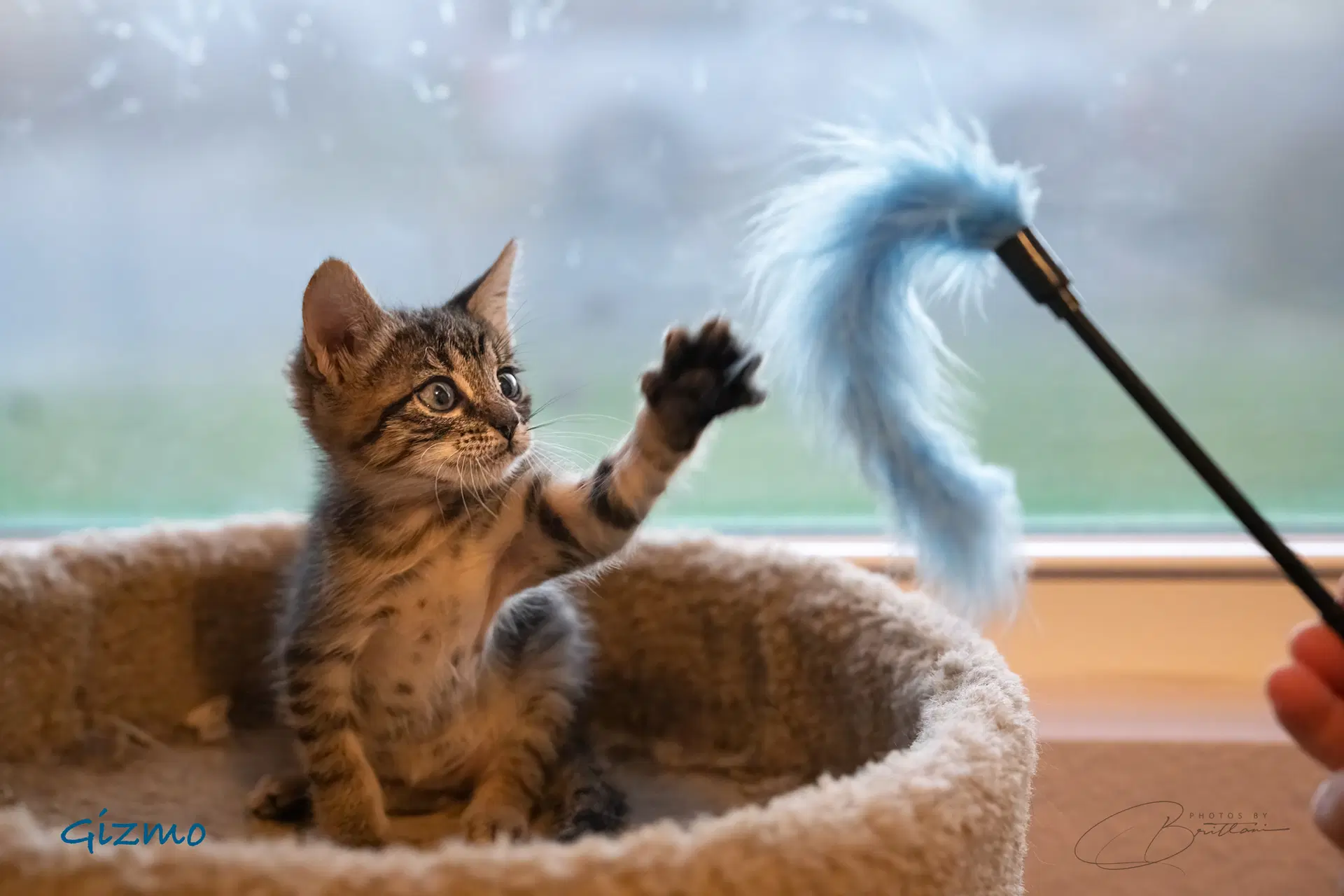 Gizmo image 3