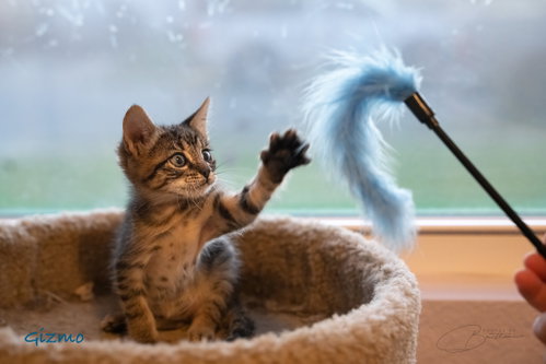 Photo 3 of Gizmo
