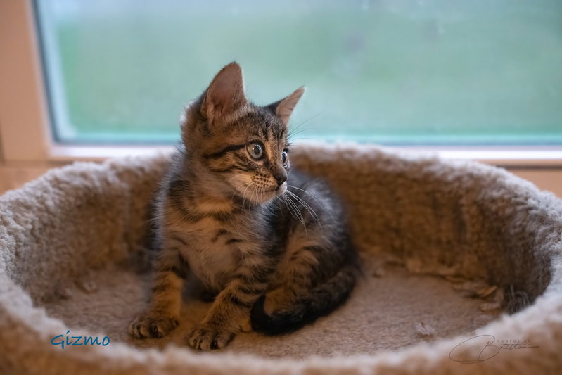 Gizmo, photo 4