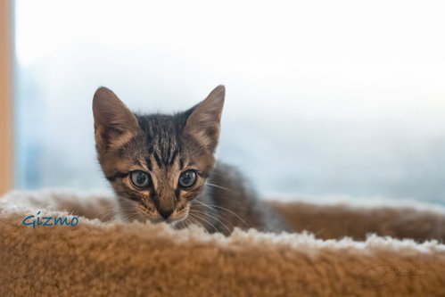 Photo 5 of Gizmo