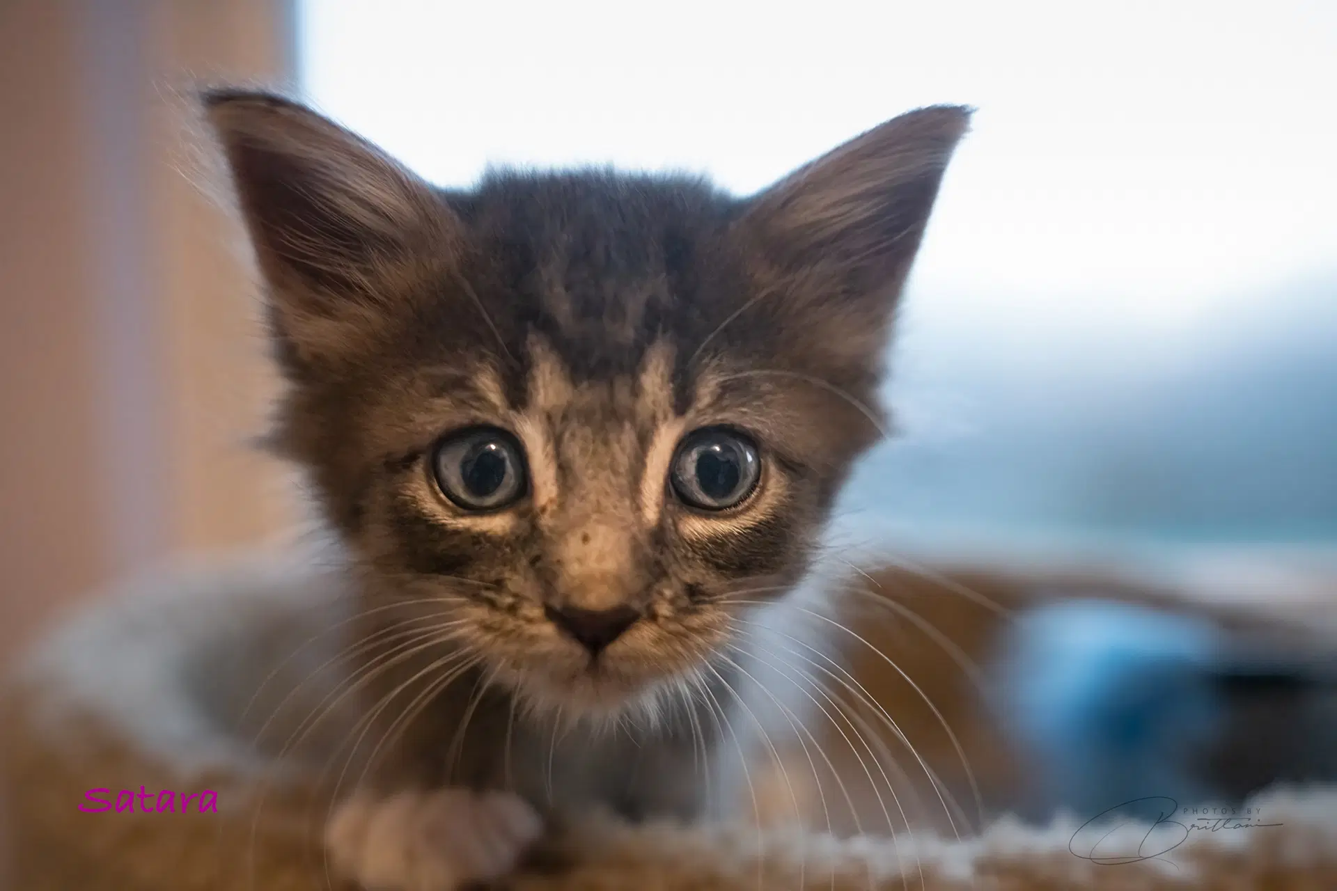 Satara - Tabby