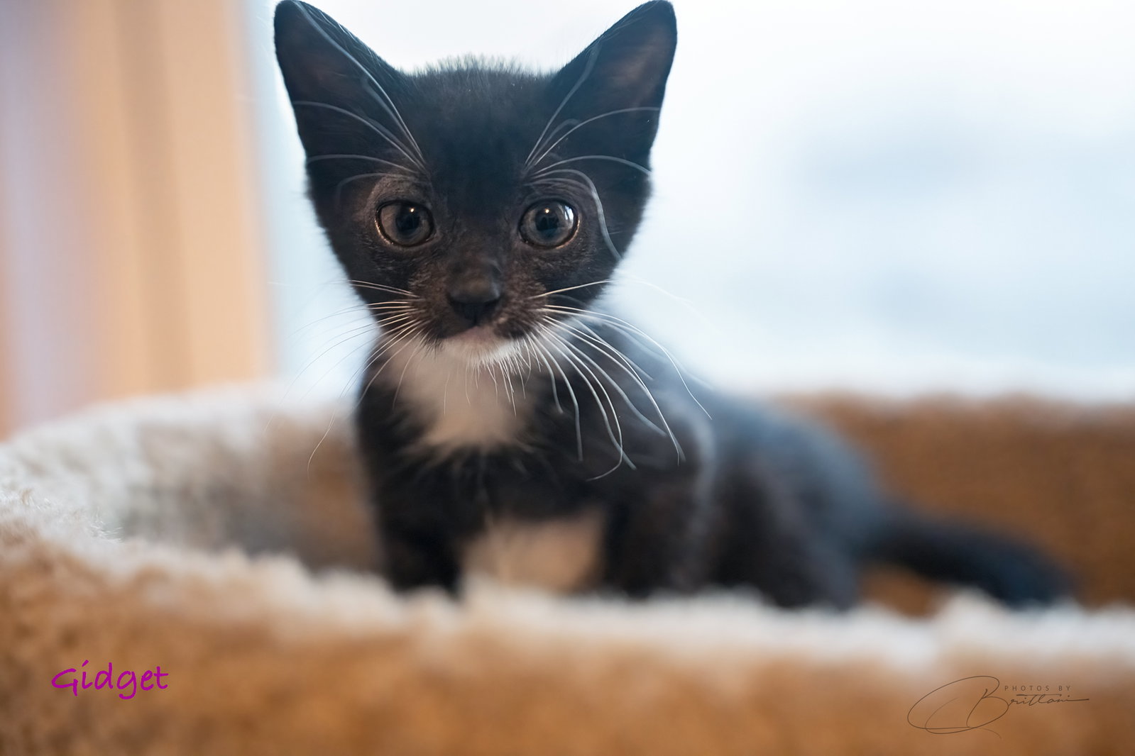 Gidget, Tuxedo