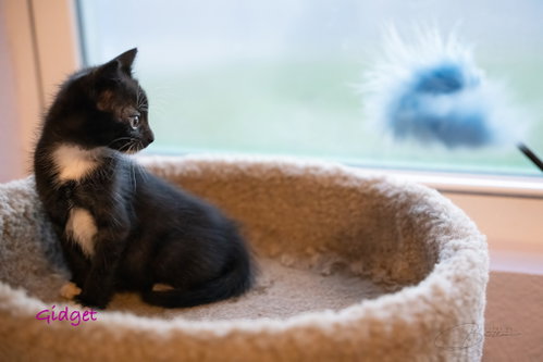Photo 4 of Gidget
