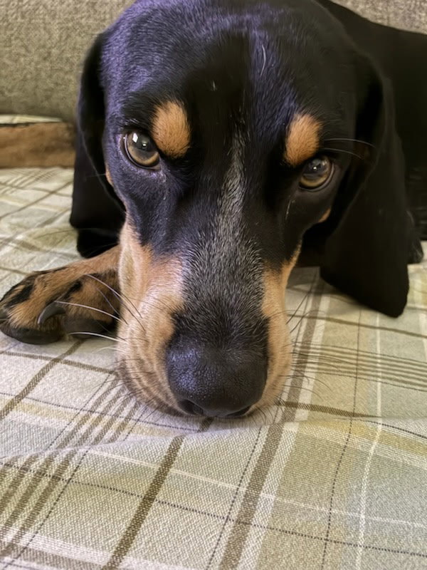 Beau, Hound
