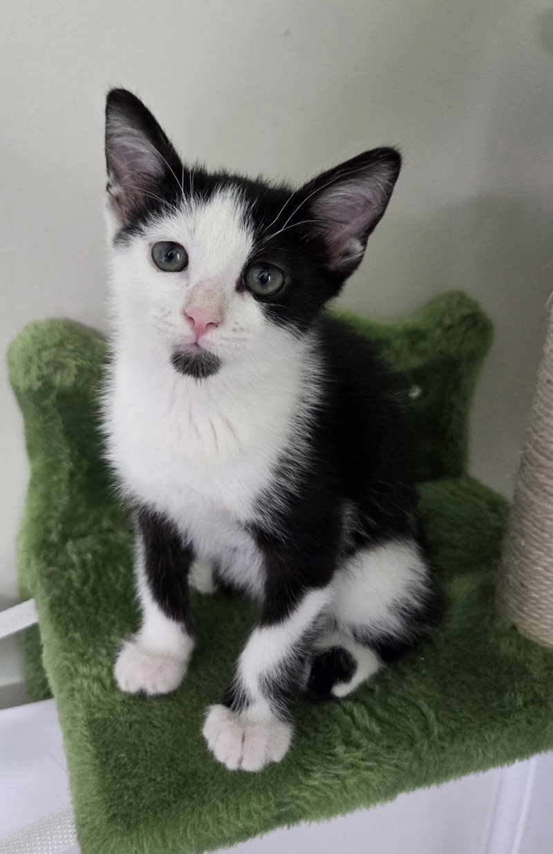 Domino, photo 5