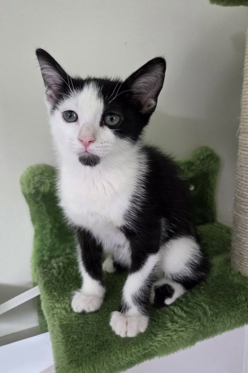 Photo 2 of Domino