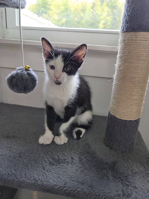 Photo 3 of Domino