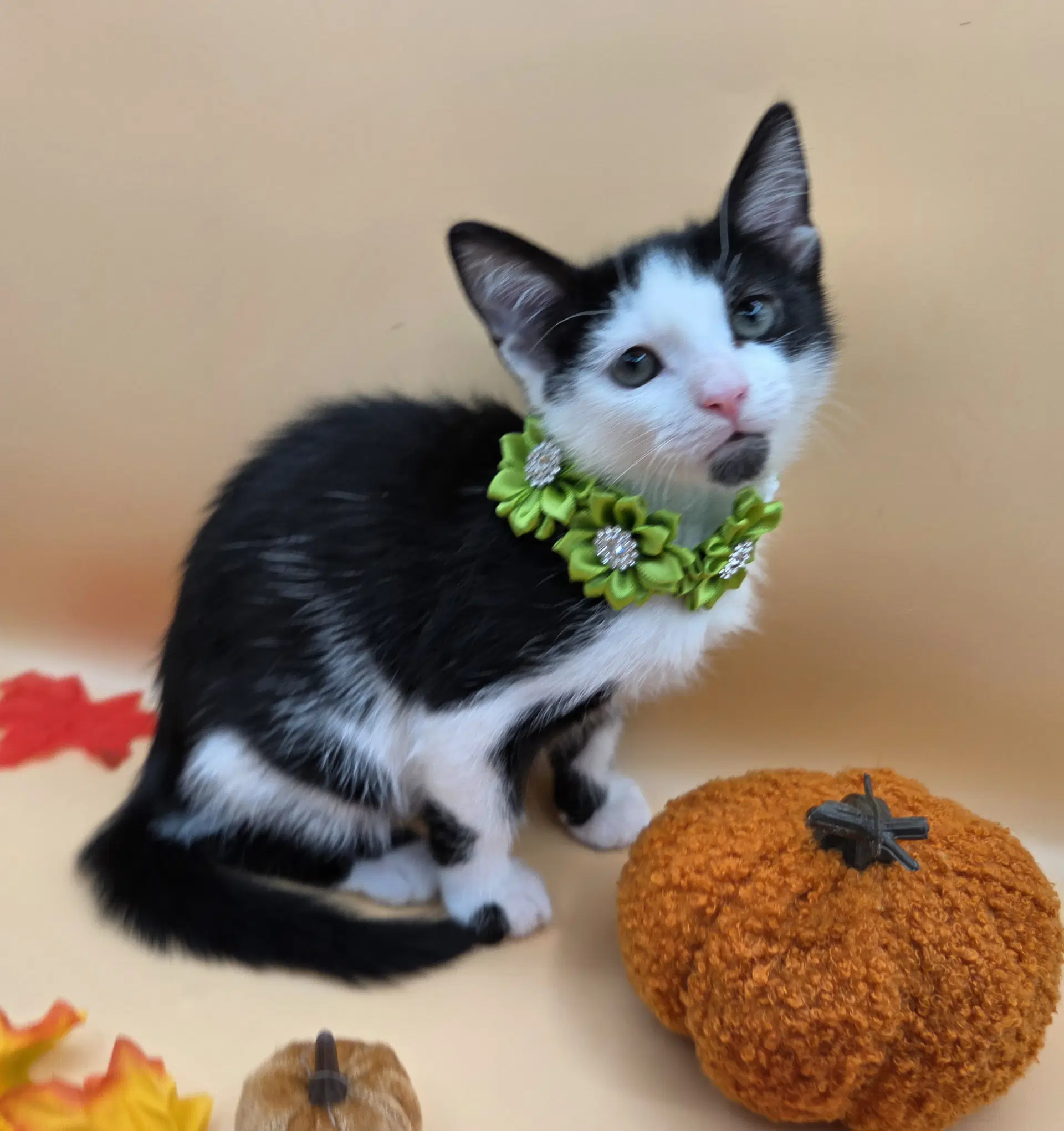 Domino - Domestic Short Hair