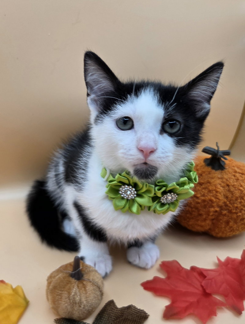 Domino, photo 2