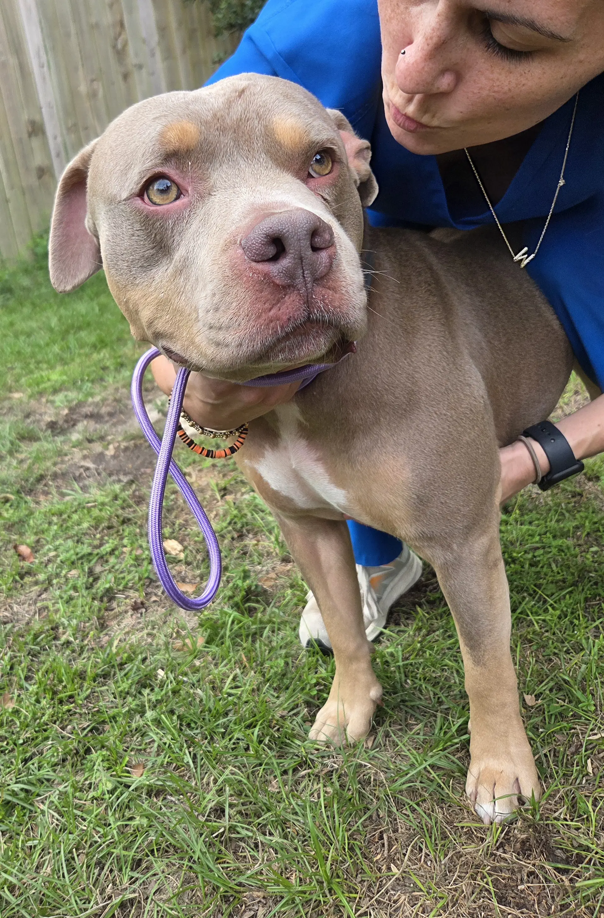 Huey - Pit Bull Terrier