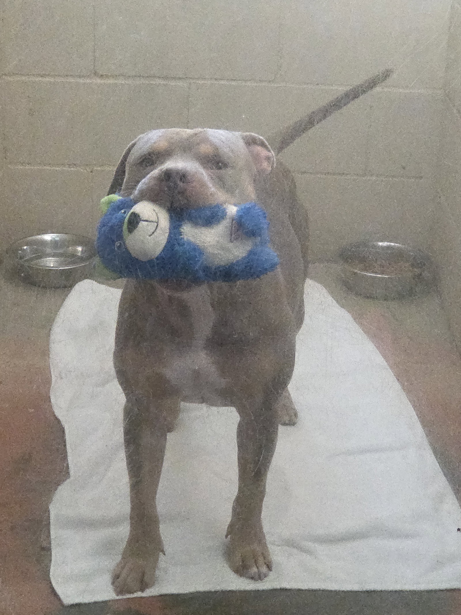 Huey, photo 3