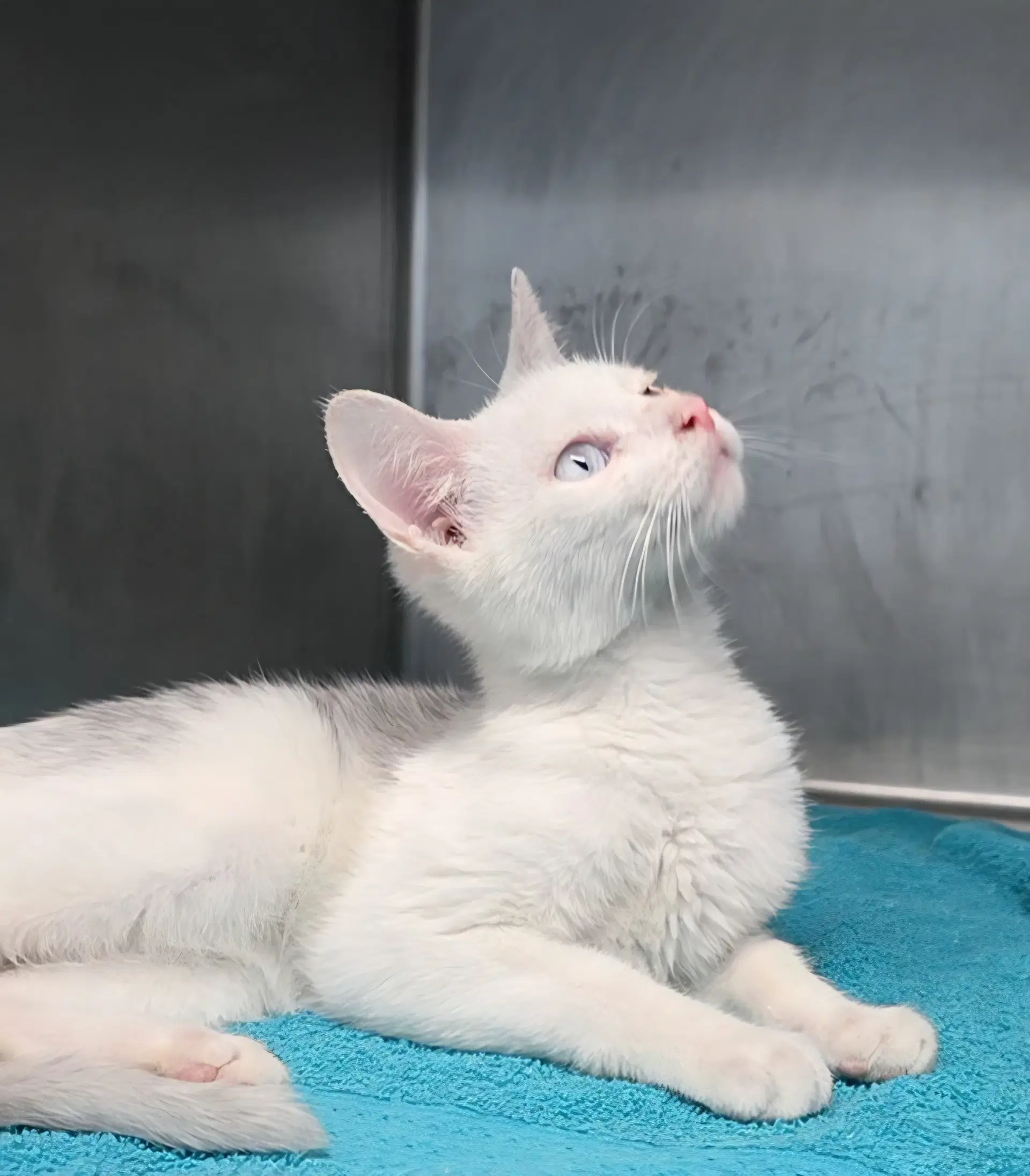 Spirit - Domestic Short Hair