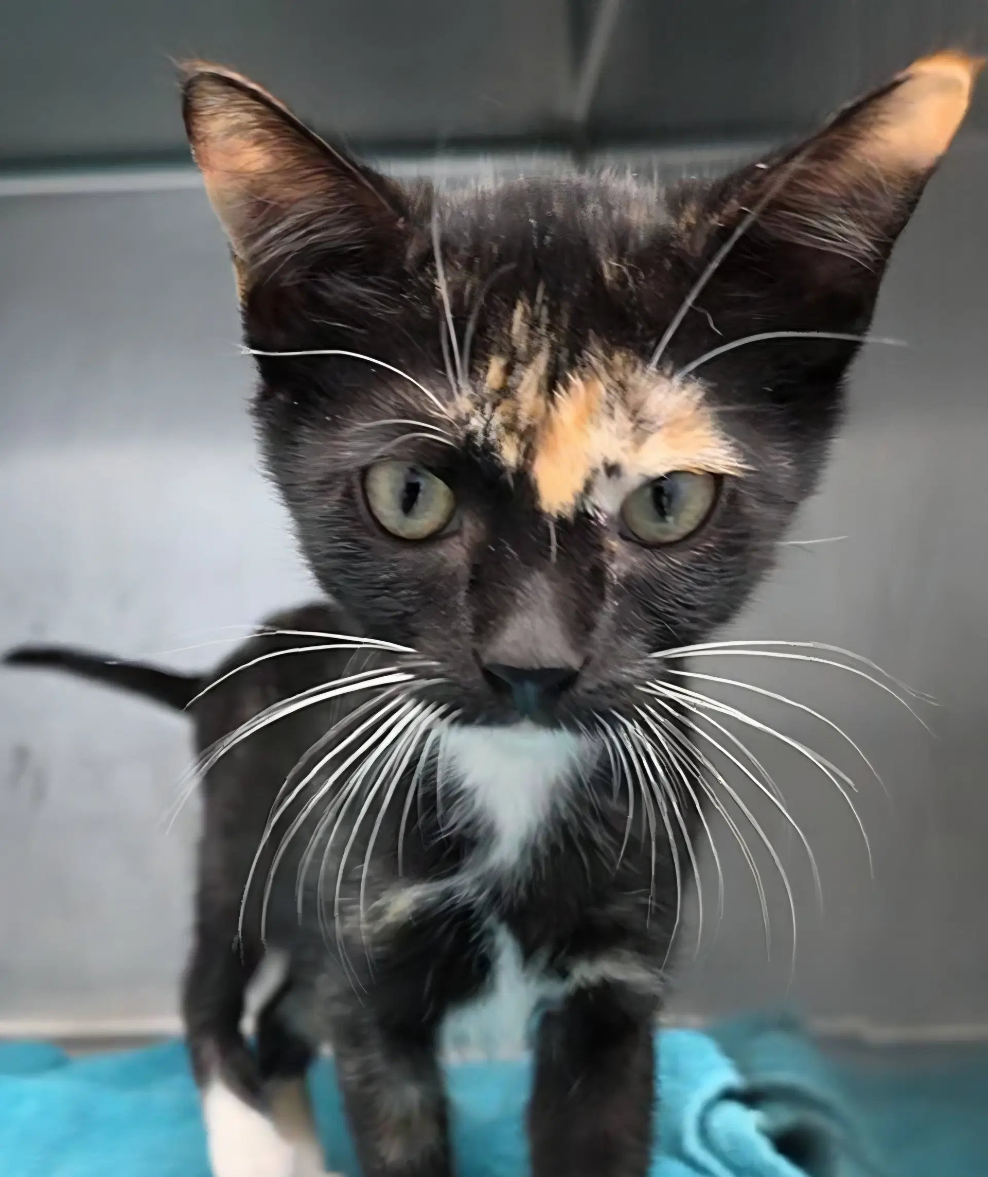 Sillie - Tortoiseshell