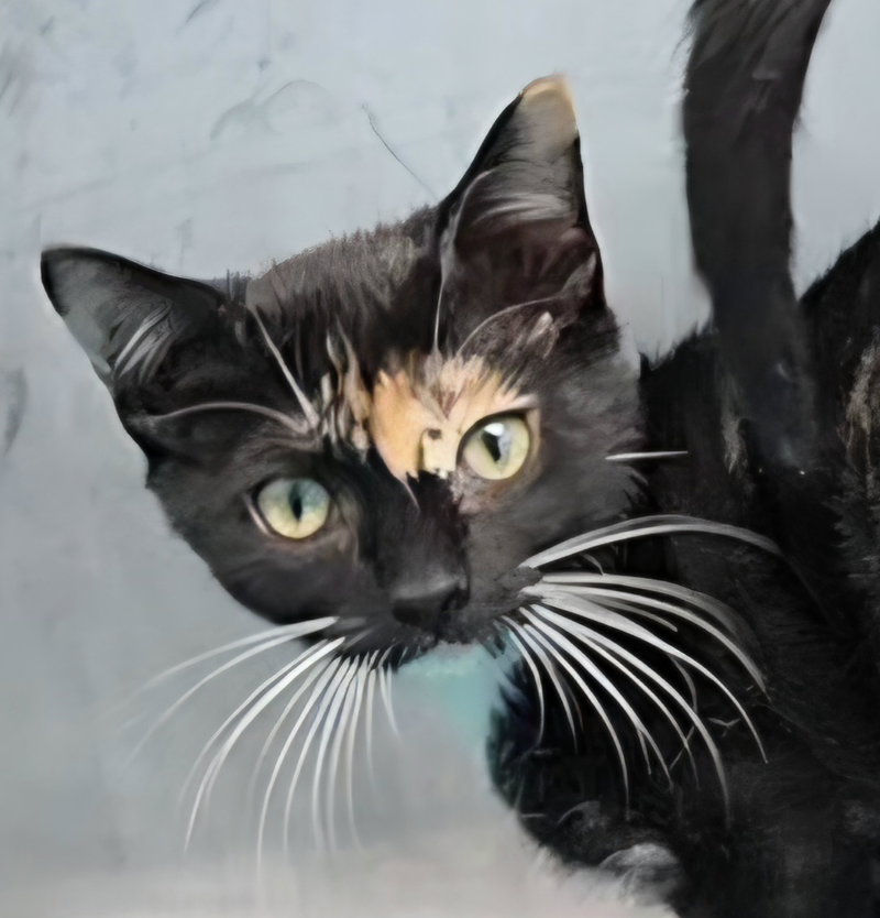 Sillie, a young female Tortoiseshell cat up for adoption