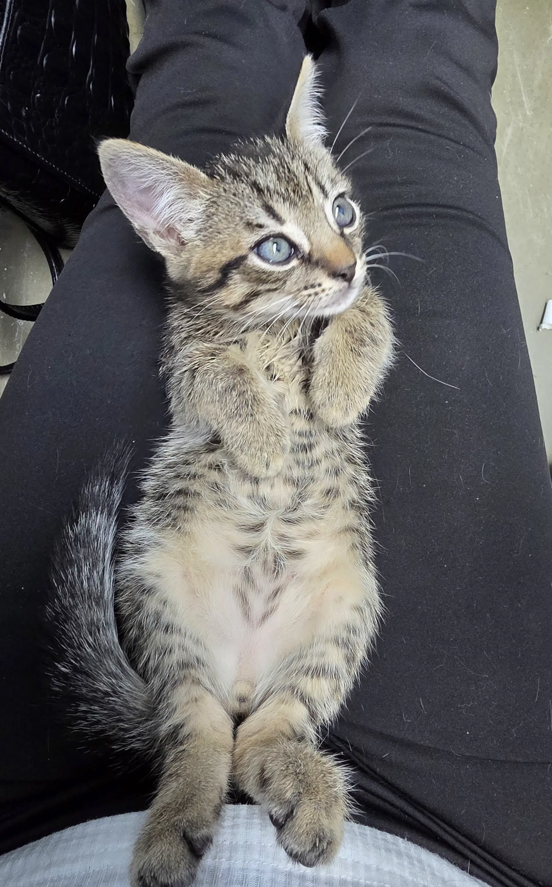 Bobbi - Tabby
