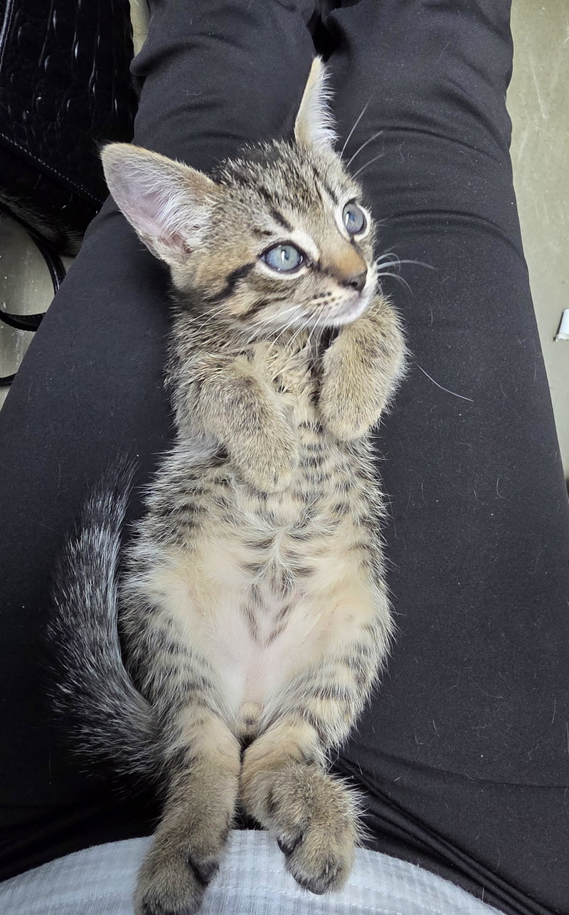 Bobbi, a male Tabby kitten up for adoption