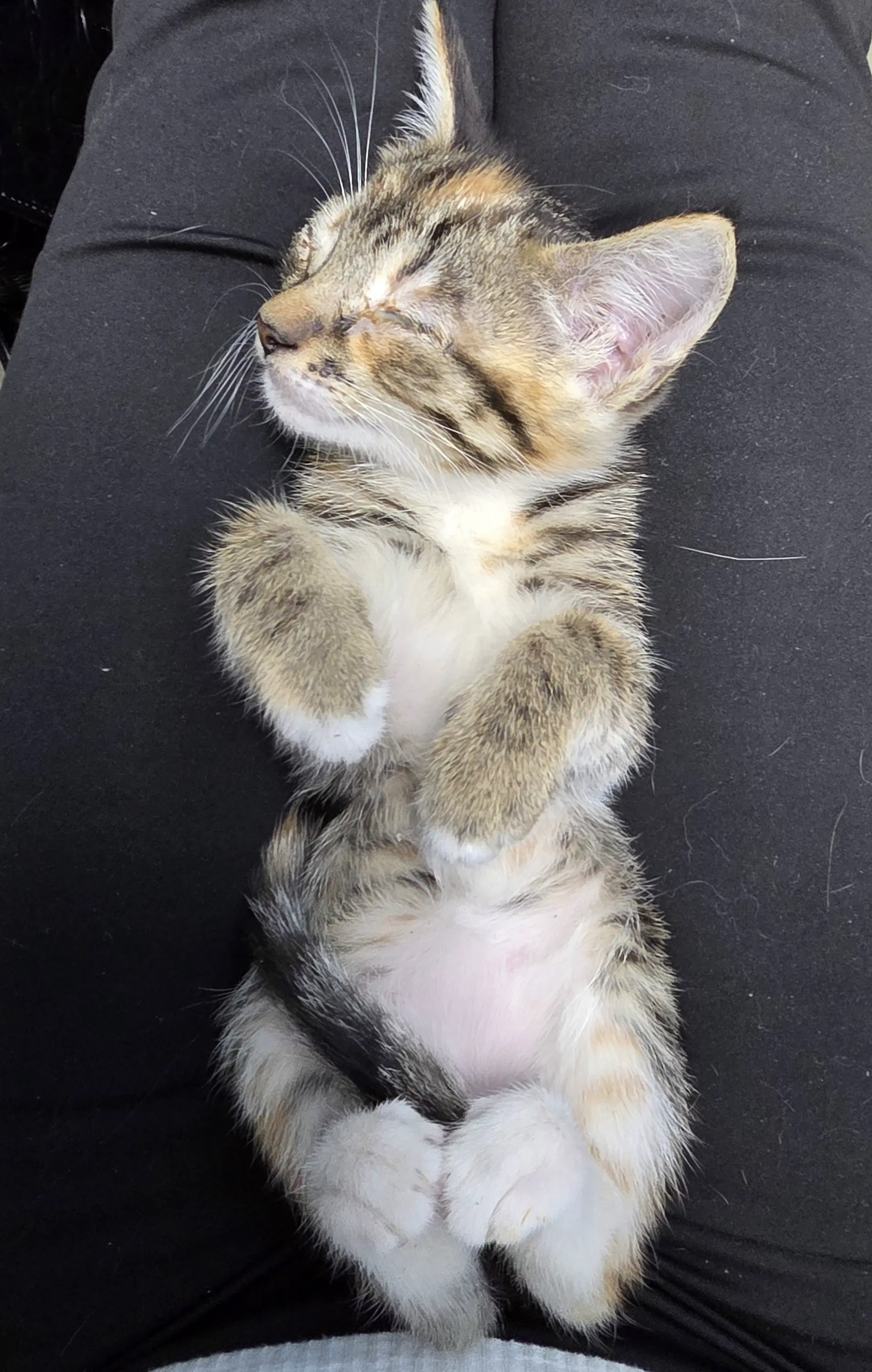 Billie - Tabby