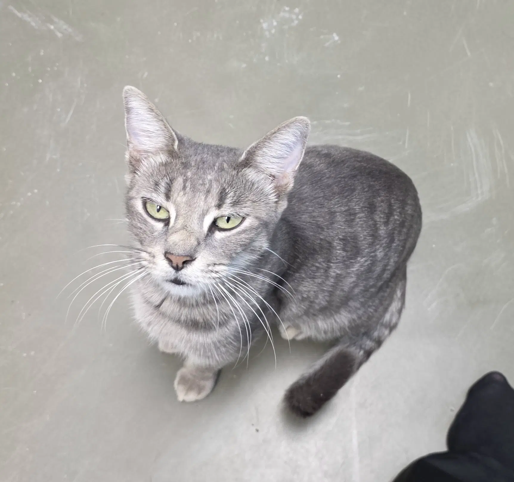 Blair - Tabby