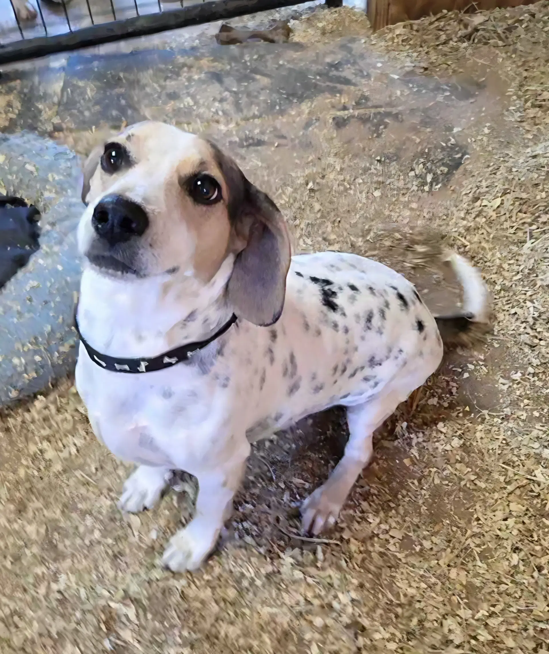 Low Rider - Basset Hound