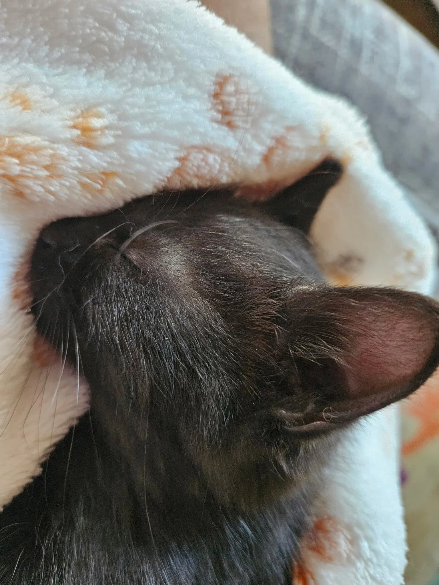Jada - Manx