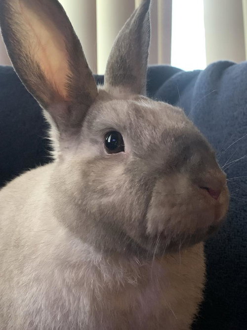 Minx, a rabbit for adoption from Cannon Beach Bunny Rescue