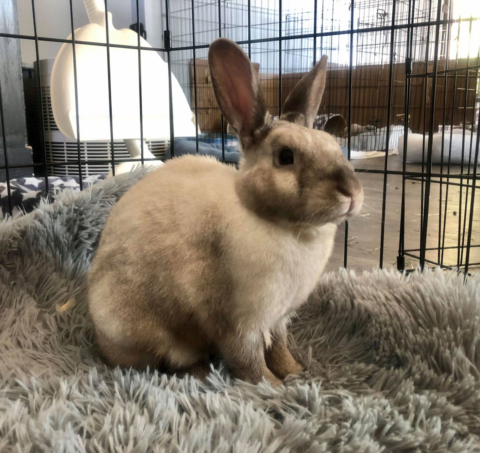 adoptable Rabbit in Portland, OR named Minx