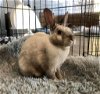 adoptable Rabbit in  named Minx