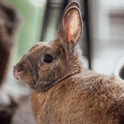 Nox, a rabbit for adoption from Cannon Beach Bunny Rescue