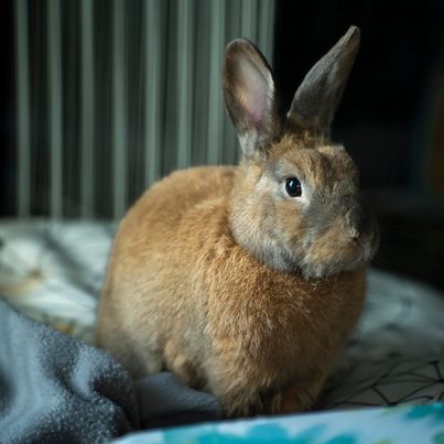 Nox photo 3