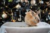 adoptable Rabbit in portland, OR named Nox