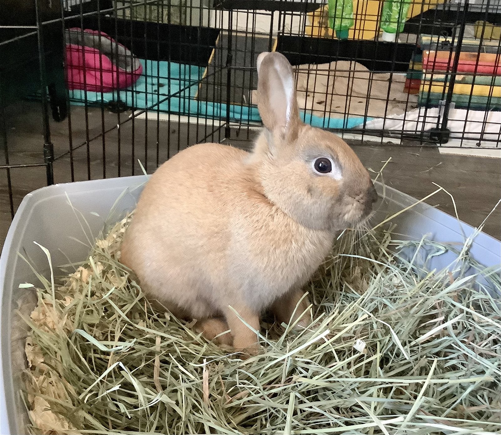 adoptable Rabbit in Portland, OR named Stark