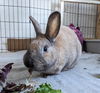adoptable Rabbit in , OR named Shuri